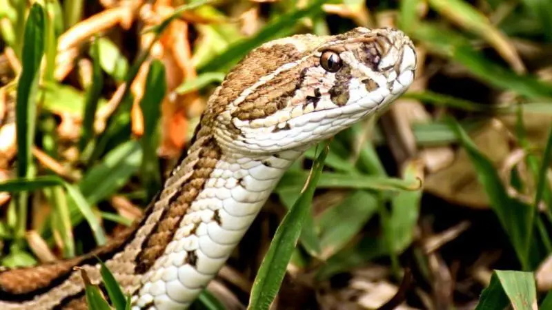 Russell Viper in Bangladesh